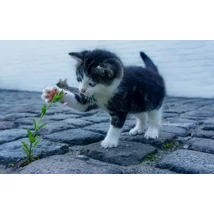 Mimóza Macskamentő Alapítvány - JóKupon